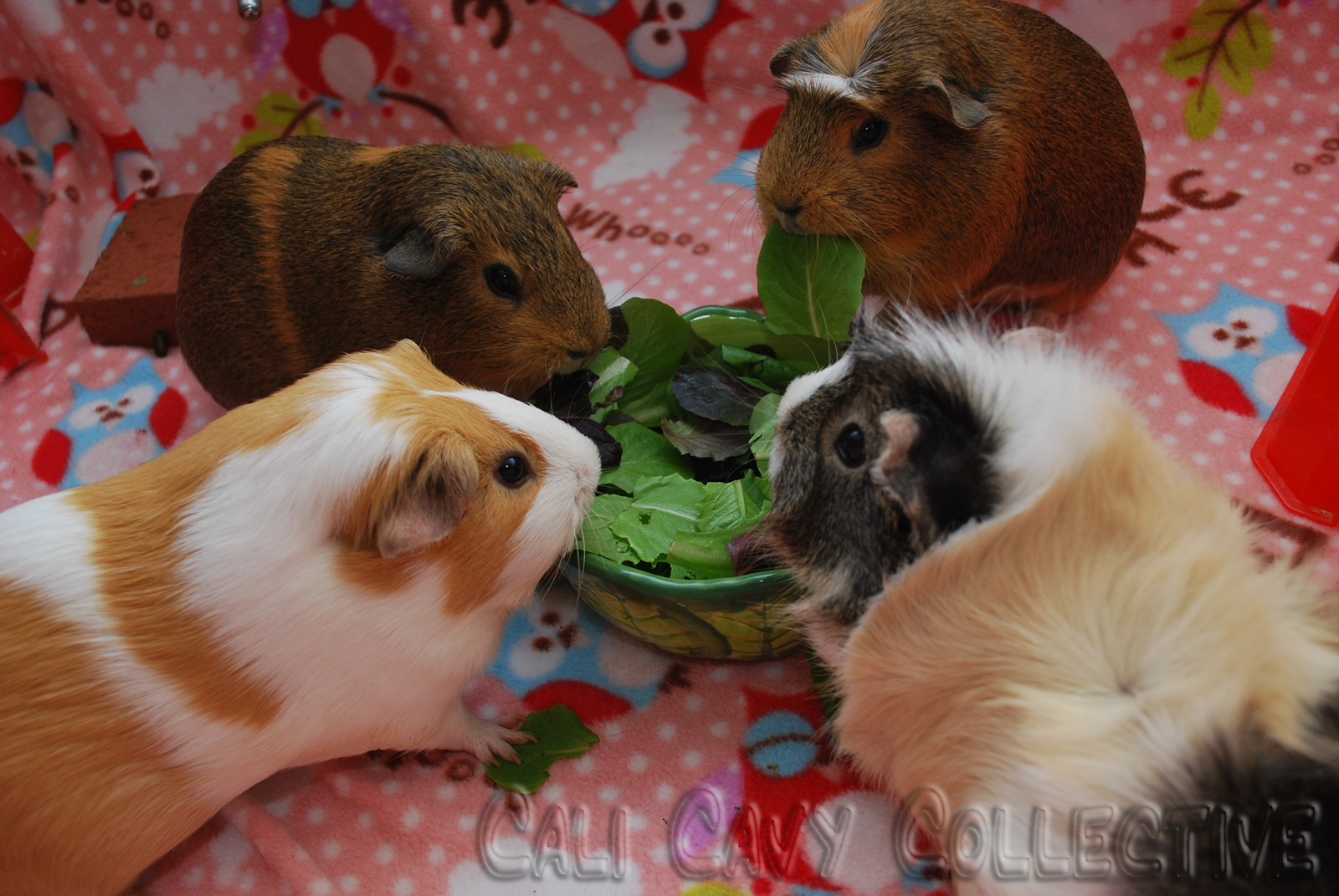 Cali Cavy Collective a blog about all things guinea pig Pigs using