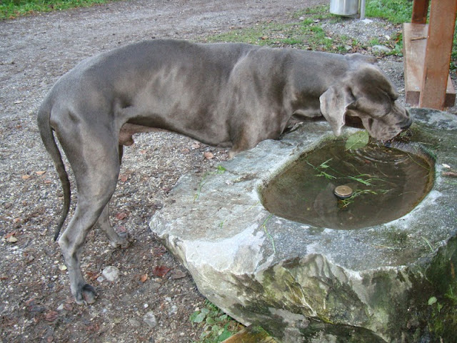 Ein richtiger Thuner säuft&hellip; Illaya der Lenker, Deutsche Dogge, geb