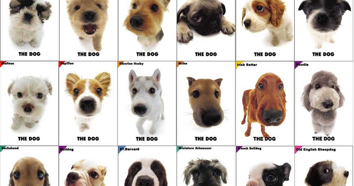 Pet Info. Which dog breed to choose?