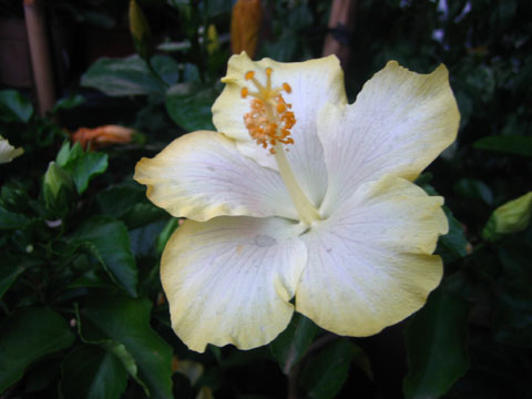 feasibility of gumamela leaf extract as feasibility of gumamela leaf extract as
