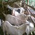 Ternak Kambing Etawa Ada Susah Ada Senangnya