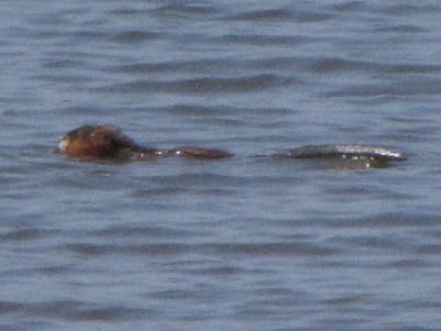 otter
