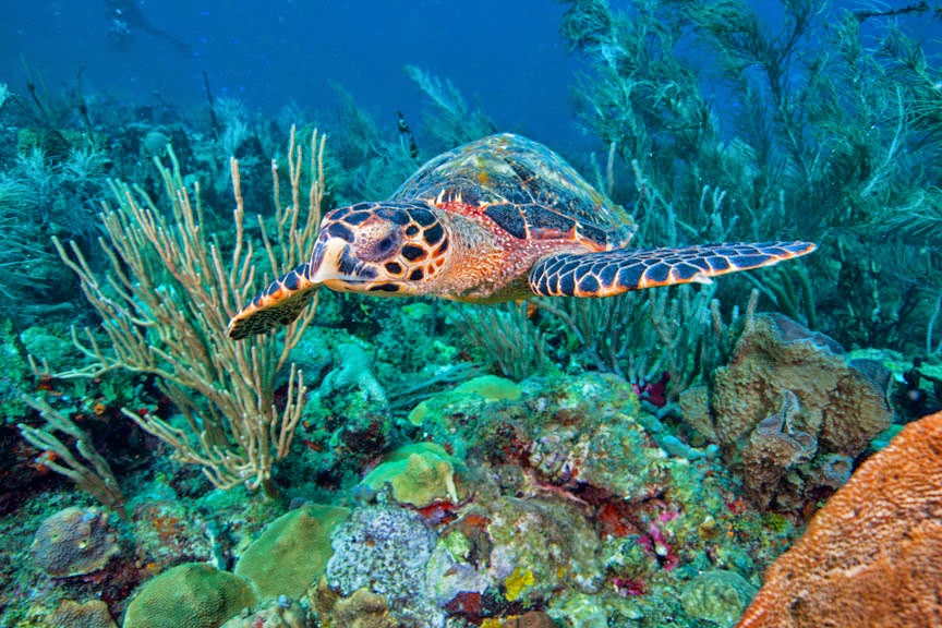 Dive Grenada, Grenada's PADI 5 Star Scuba Dive & Snorkel Center Dive