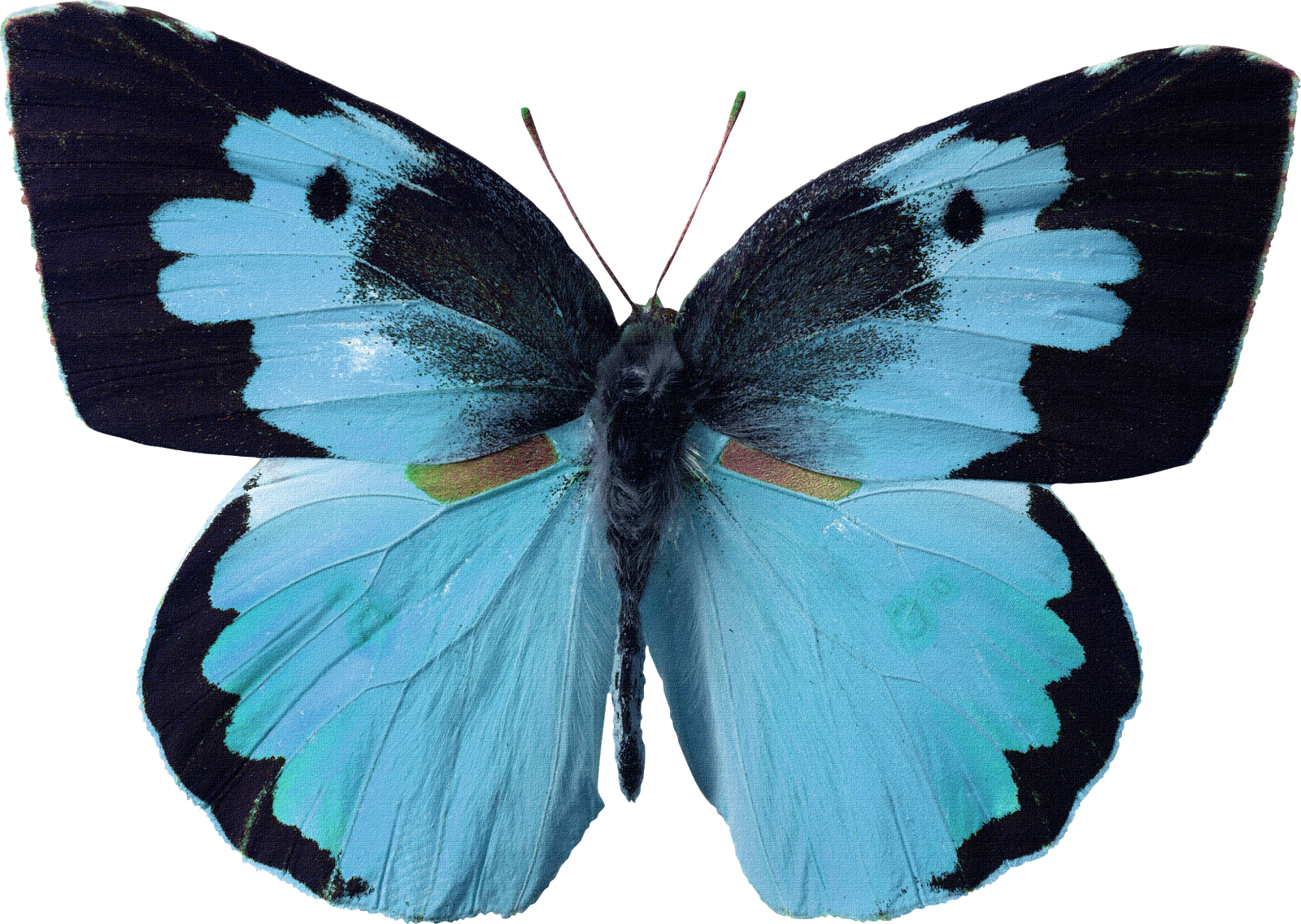 Sisters' Warehouse: Farfalle - Butterflies...