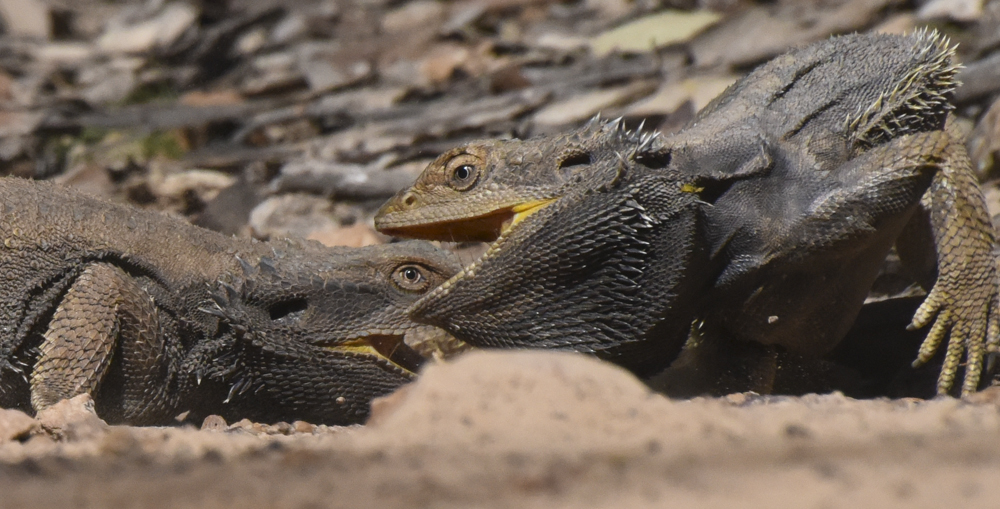 bearded-dragon-yellow-around-eyes-1.jpg
