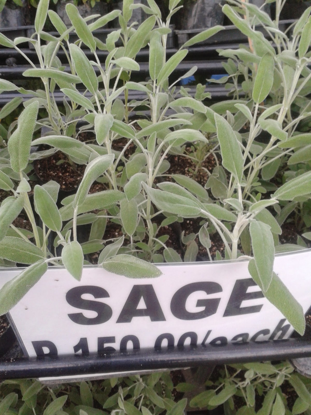 Philippine Culture and Surprises Ornamental Plants for sale in QC circle