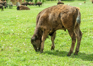 Bison, Buffalo calf Bison, Buffalo calf