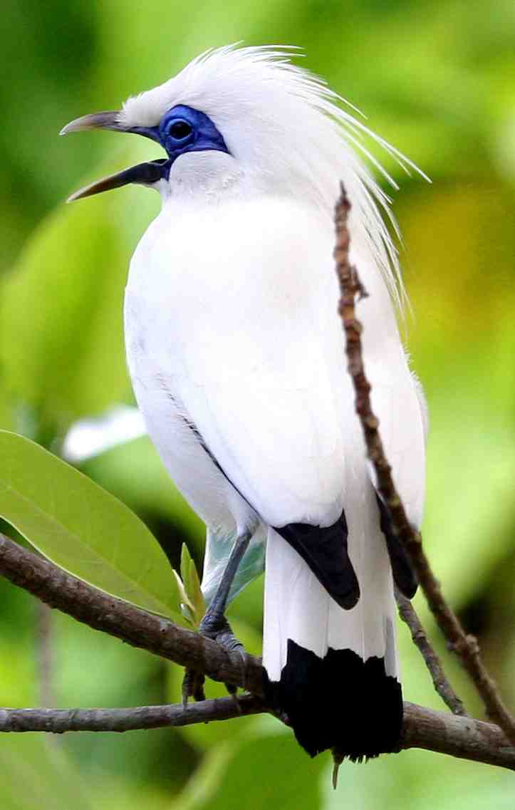 Jenis Jenis Burung Hutan Yang Hidup Di Kawasan Pegunungan Indonesia