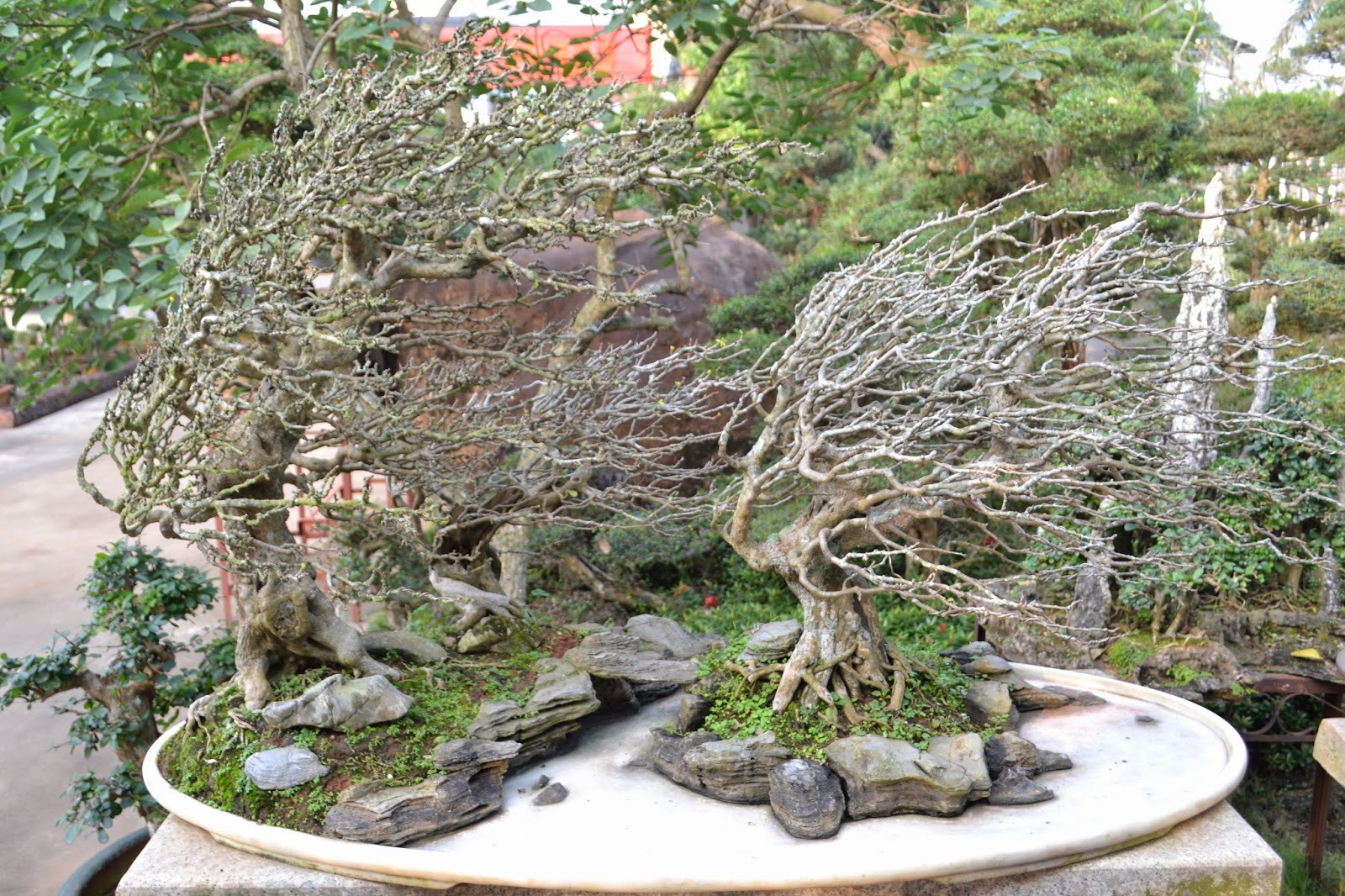 paradis express Bonsai Quinn