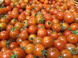 Cara Budidaya Tomat Agar Berbuah Lebat