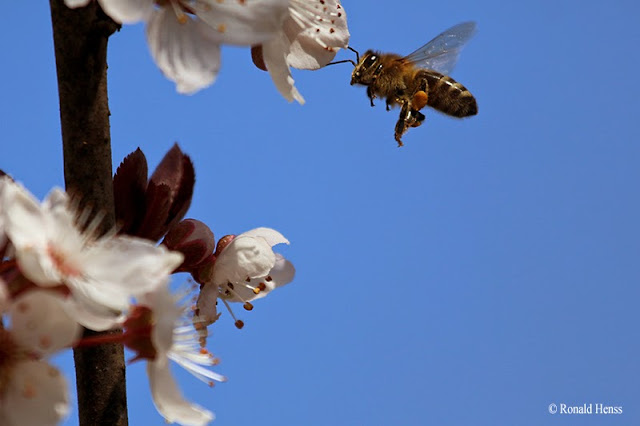 Insekten Biene im Flug Insekten Biene im Flug