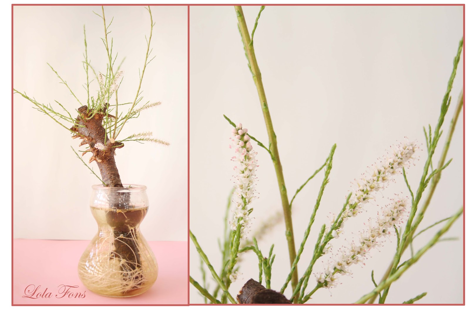 Pensando Jardines: ESQUEJES