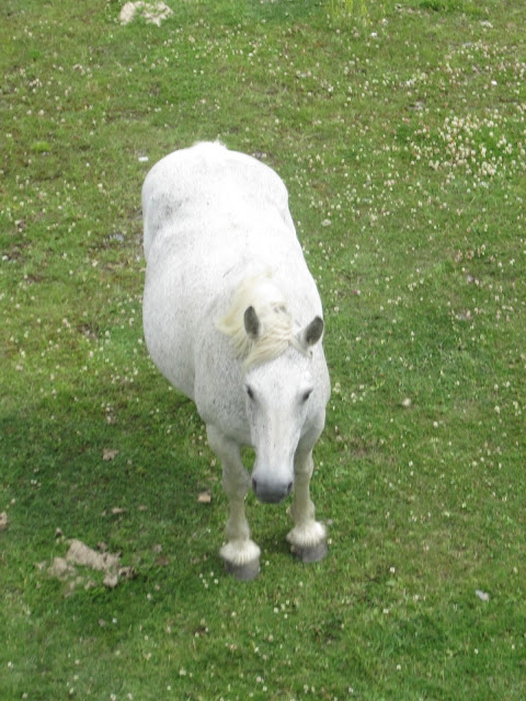 caballo