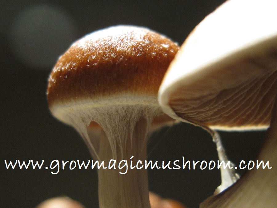 basics how to grow magic mushrooms growing magic mushrooms at home