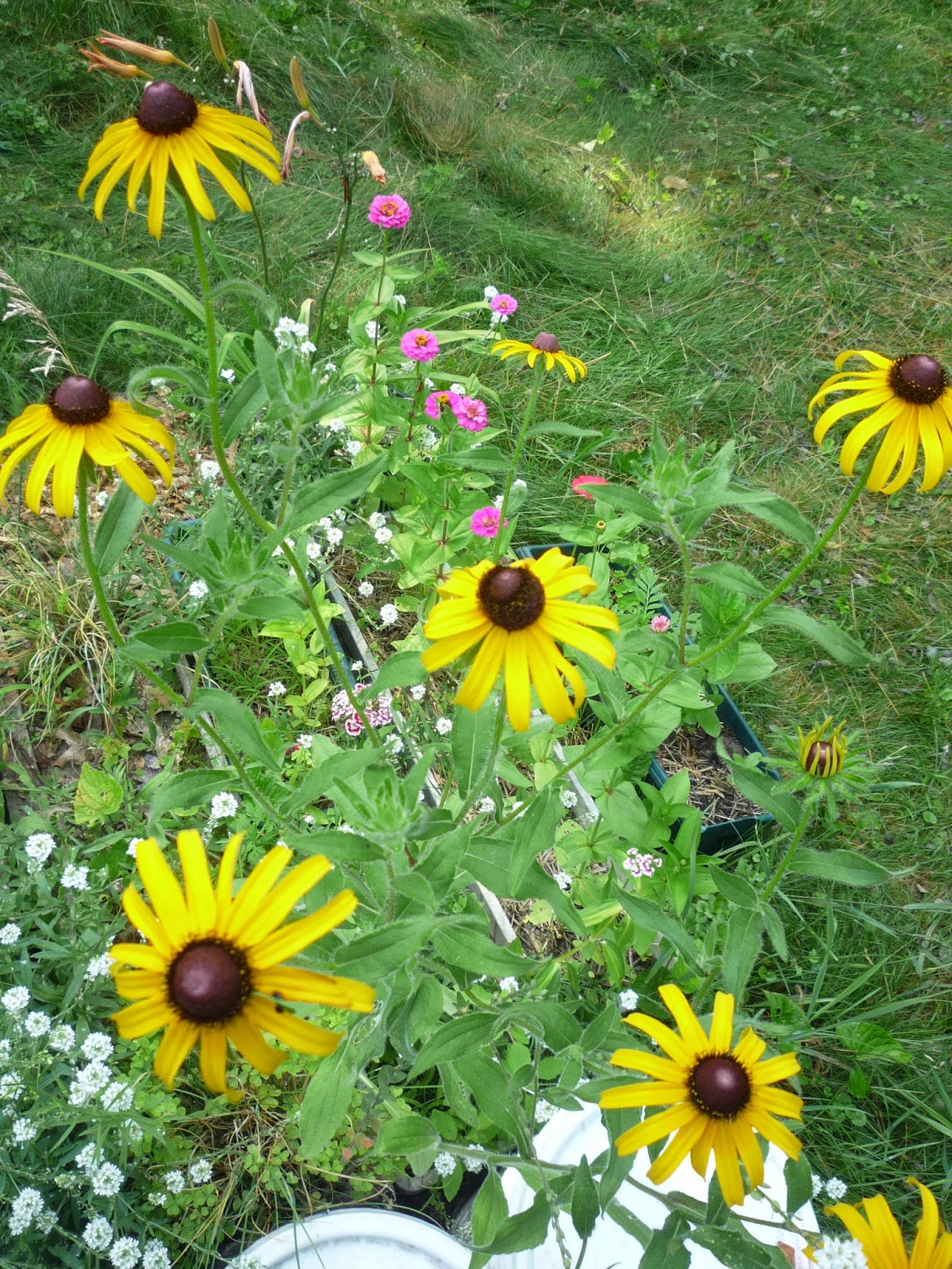 Vermont backyard flowers, July 2014 South Burlington, Vermont Photos