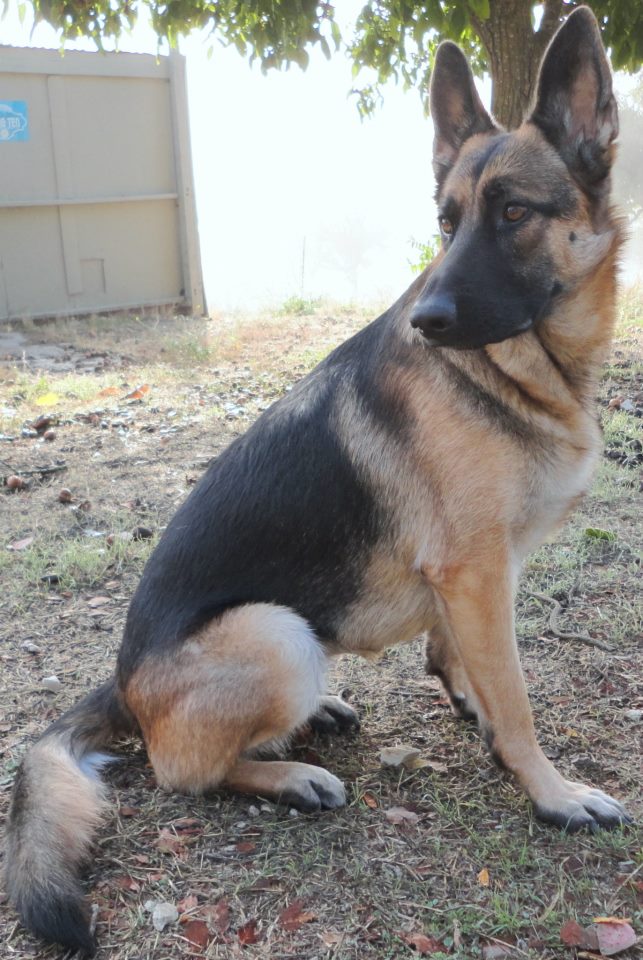 dog house for sale craigslist