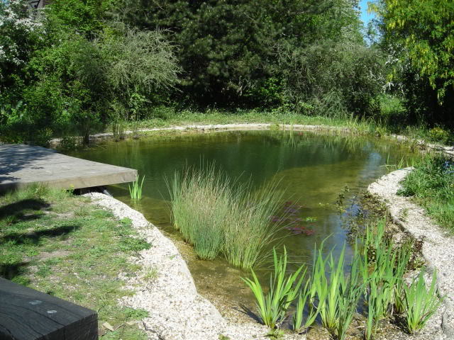 Pond swimming pool hybrid