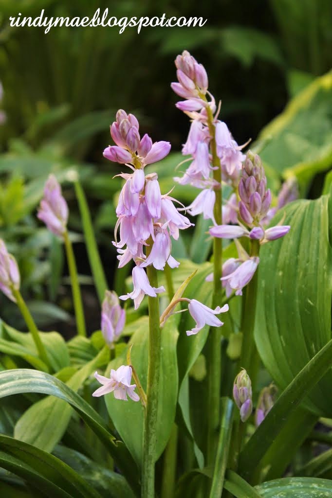 Rindy Mae The First Week Of May In The Backyard