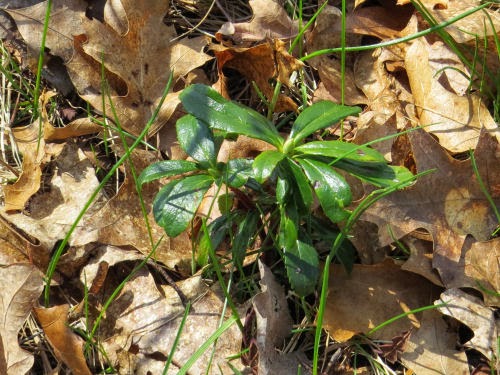 pipsissewa