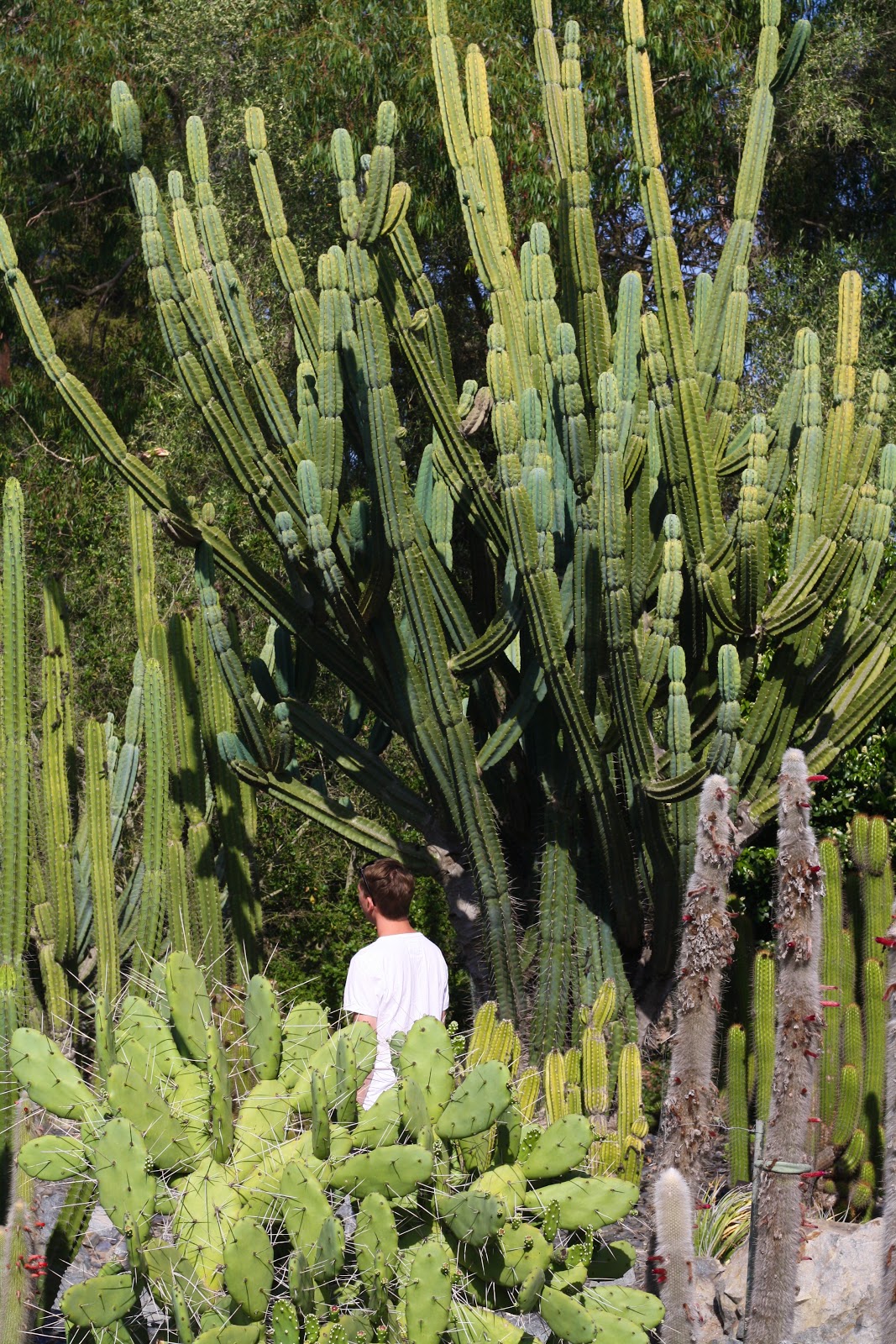 Mikaela Holman: Columnar Cacti