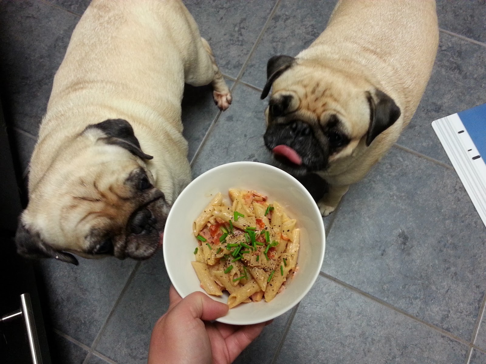 can pugs eat cheese grubbin pugs sun dried tomatoes bacon and goat cheese pasta can pugs eat cheese grubbin pugs sun dried tomatoes bacon and goat cheese pasta
