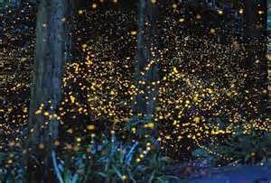Fireflies Kampung Kuantan