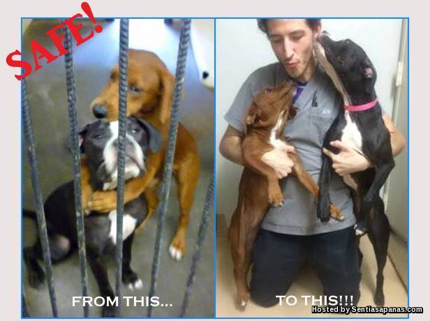 Gambar 2 Ekor Anjing Berpelukan Rintih Nyawa Diselamatkan Jadi