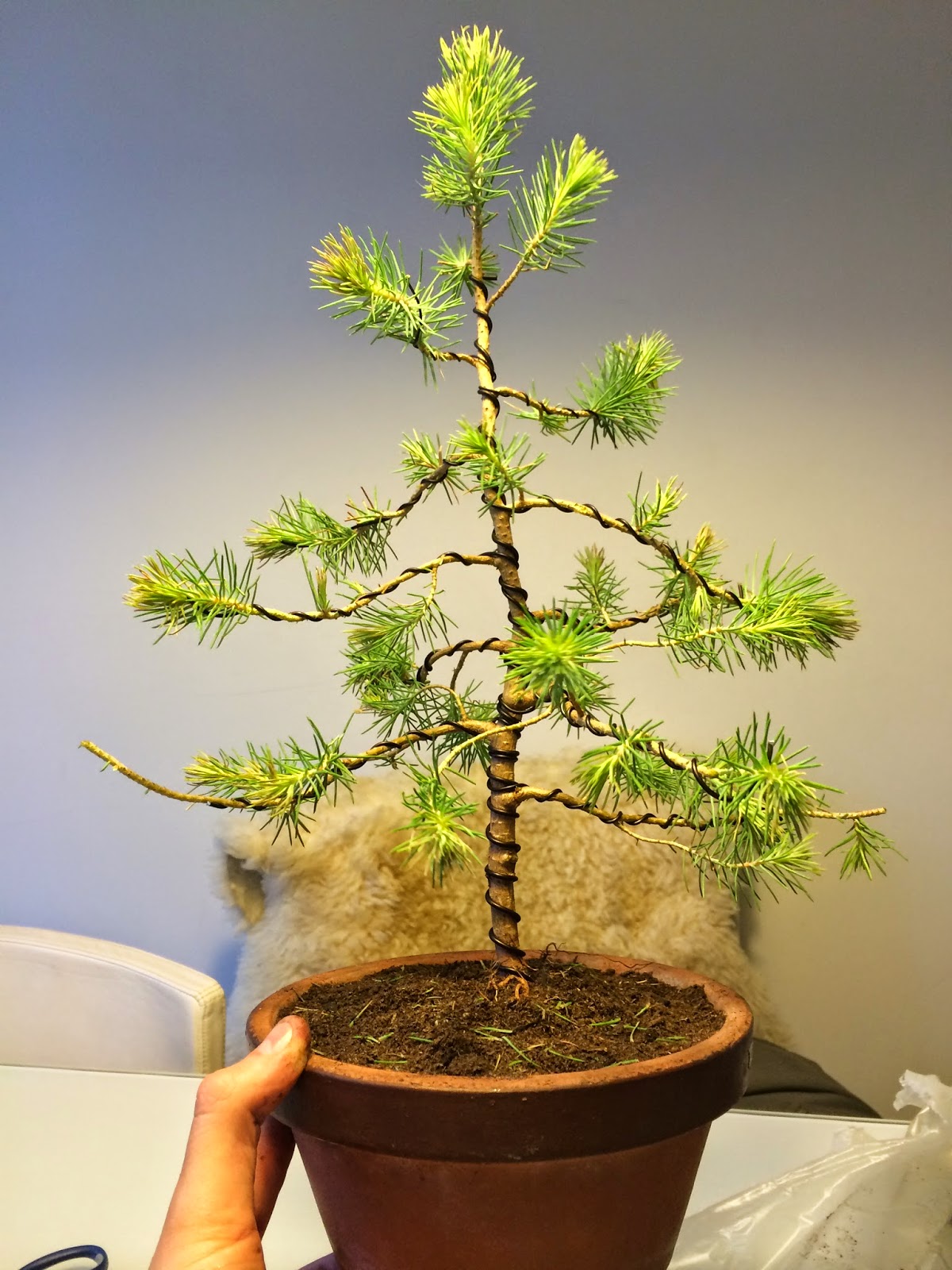 NORDIC NEBARI by Olsen Bonsai made of a 4 Euro tree 2