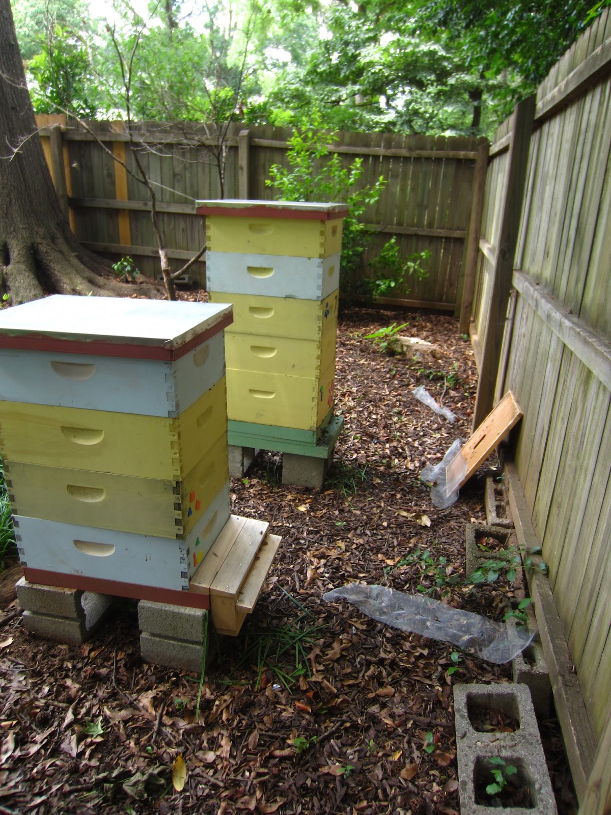 Linda's Bees Follow Up on the Bee Move