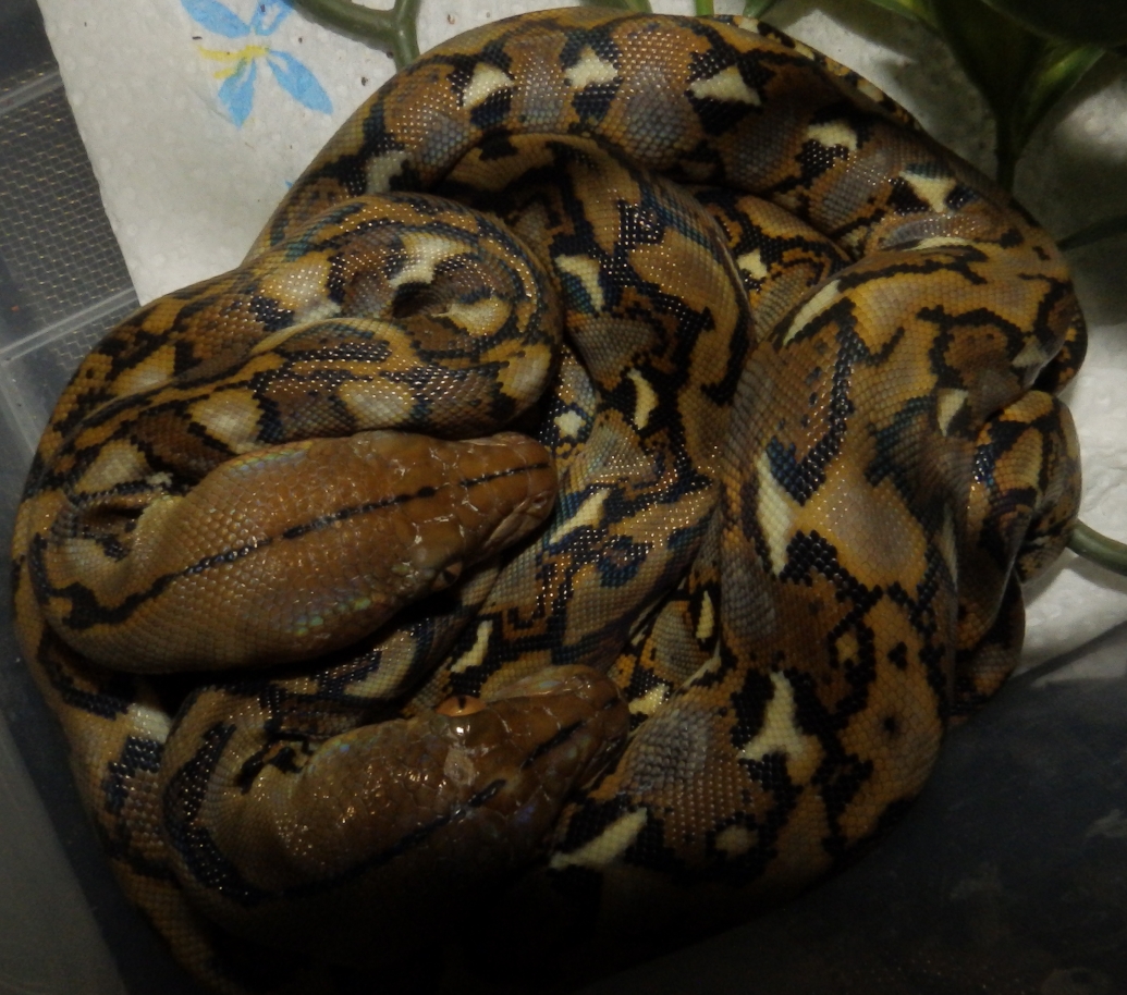 Reptiles Amphibians & Fish: HET CARAMEL RETICULATED PYTHONS - PYTHON