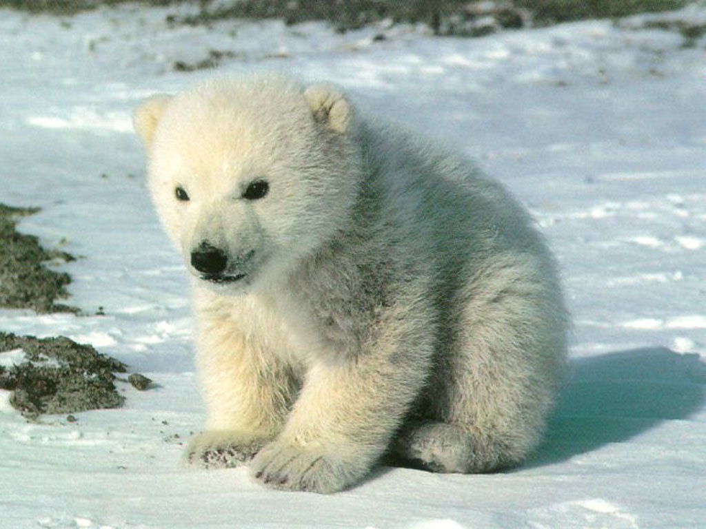 http://4.bp.blogspot.com/--3d5NUwf0gM/T4YjKcajQ8I/AAAAAAAAHAo/K3SgRJEozR0/s1600/polar_bear_cub_wallpaper-1024x768.jpg