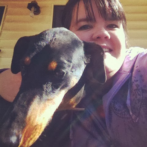 Doberman Dobie Dog Dogs Pet