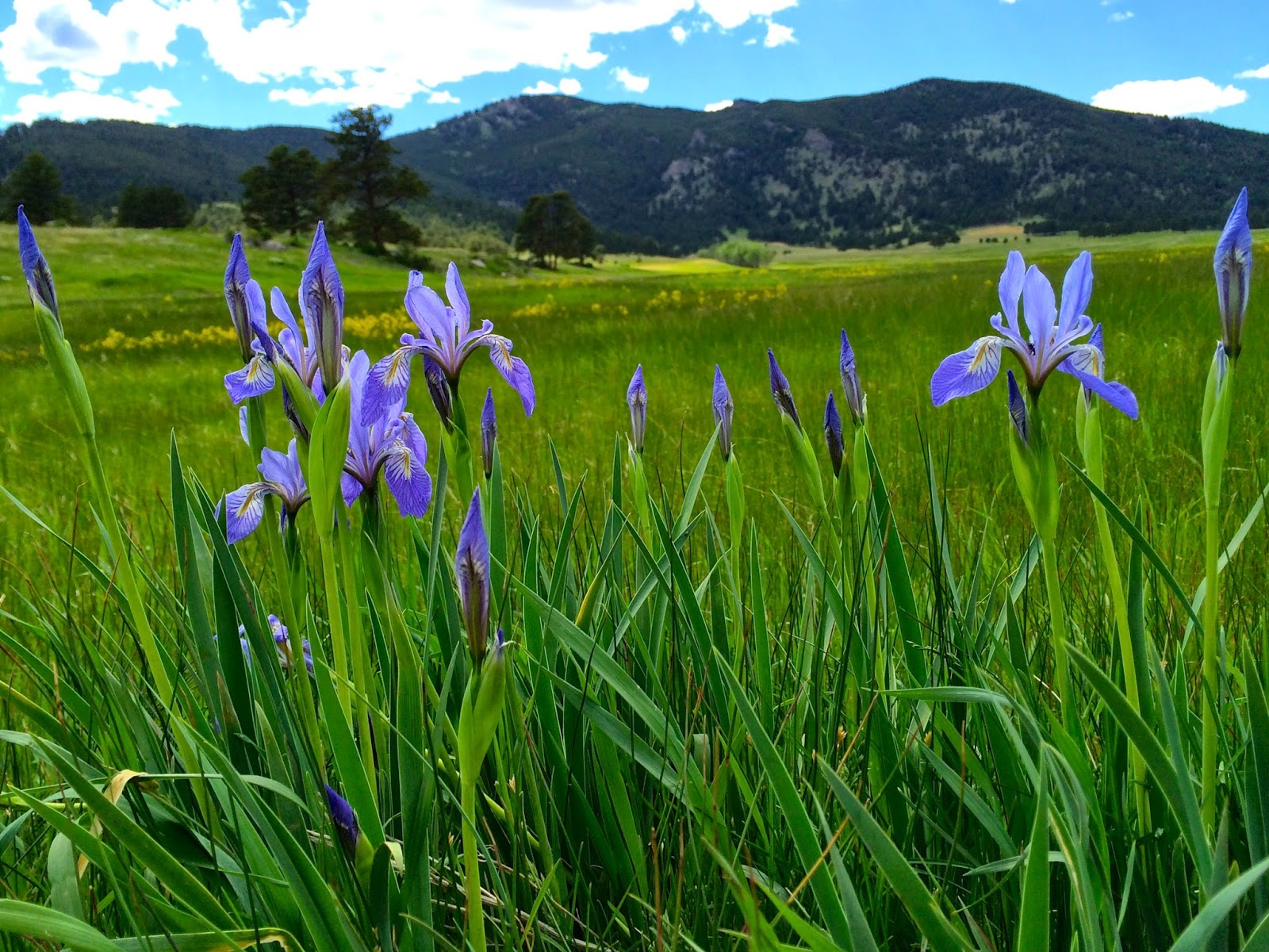 Impression Evergreen Wild Iris Possessing the Gift of Optimism
