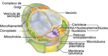 A membrana plasmatica apresenta uma propriedade tipica