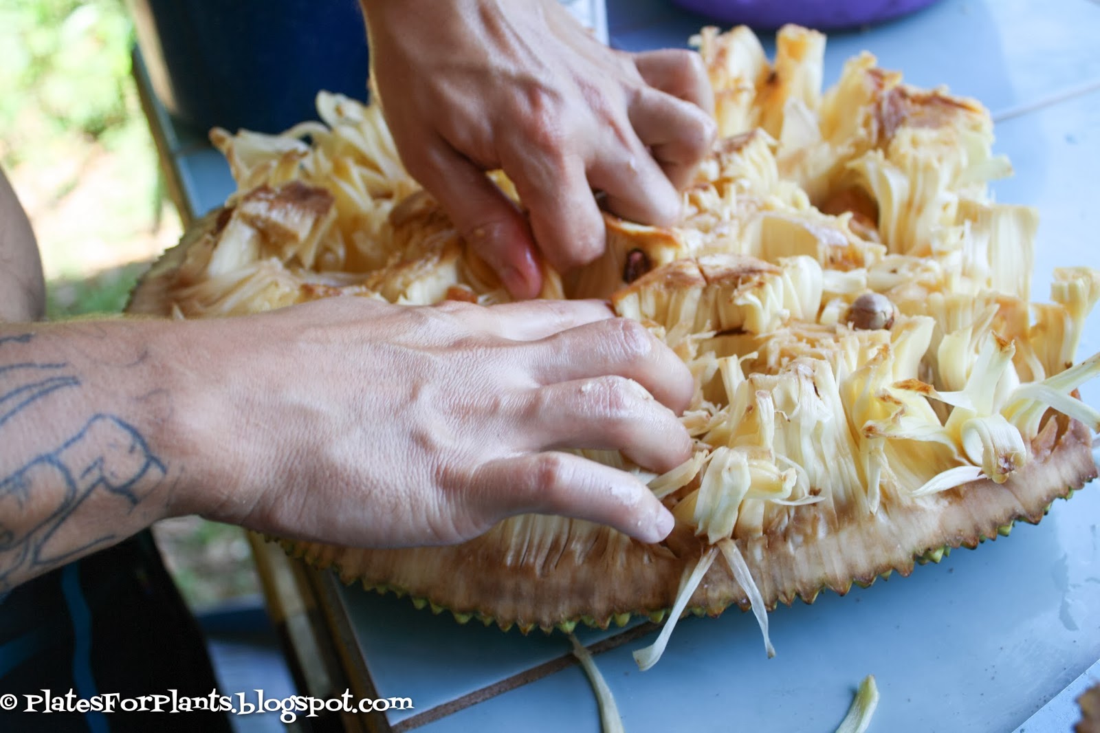 Plates for Plants How to Eat A Jackfruit
