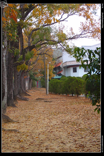 2015-03-27南投中興新村落葉美景-大葉桃花心木