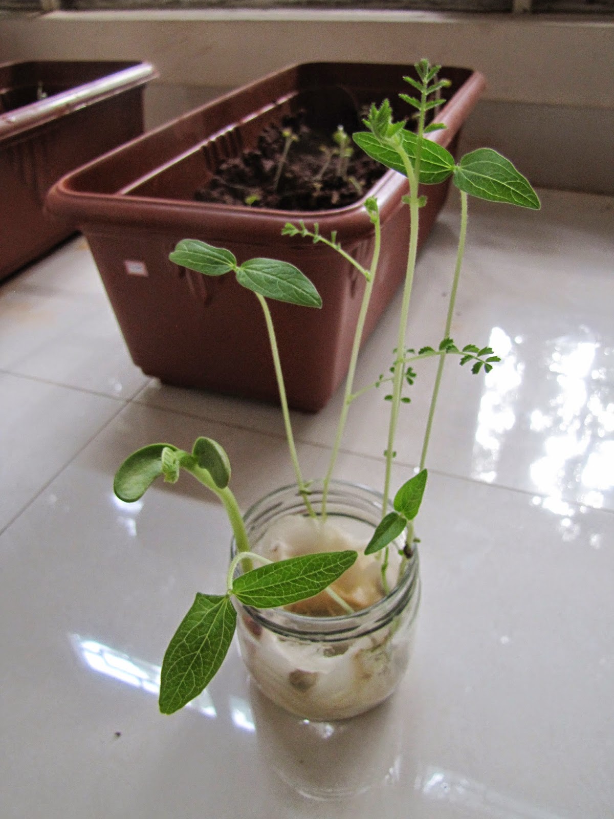 Featured image of post How to Make Rajma Plant
