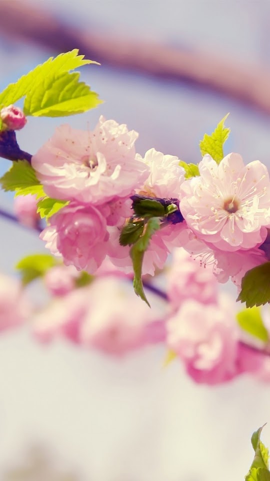 Cherry Blossoms Close Up  Galaxy Note HD Wallpaper