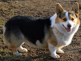 cowboy corgi puppy cowboy corgis cowboys cowboy corgi puppy cowboy corgis cowboys