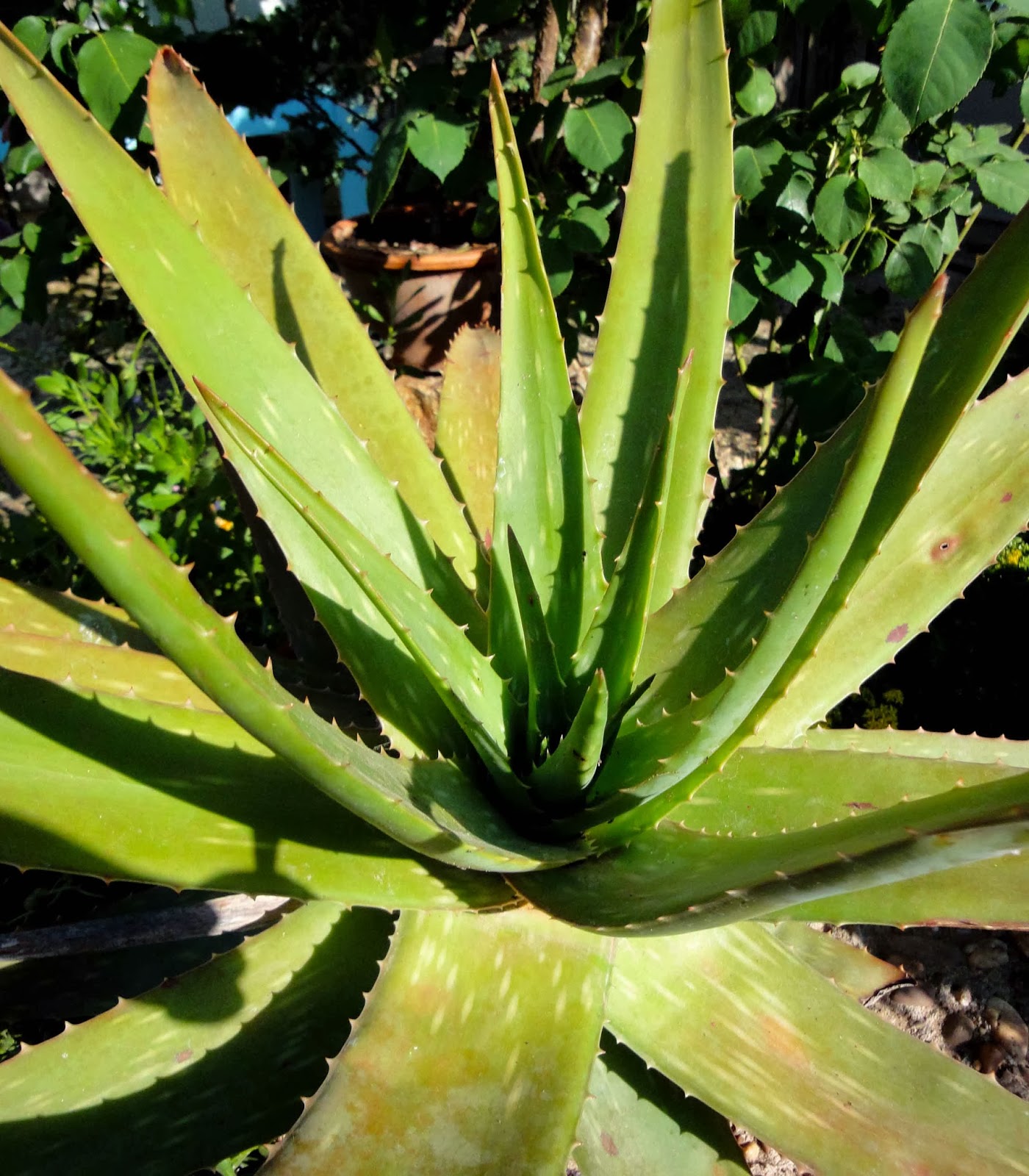 Aloe