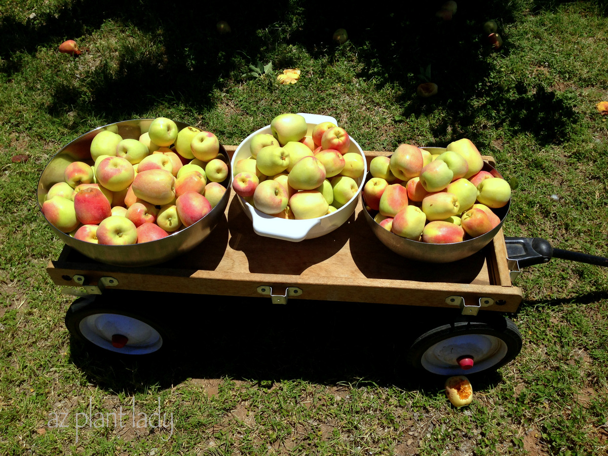 An Apple Harvest in the Desert... Ramblings from a Desert Garden