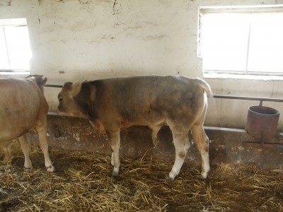 Calves livestock