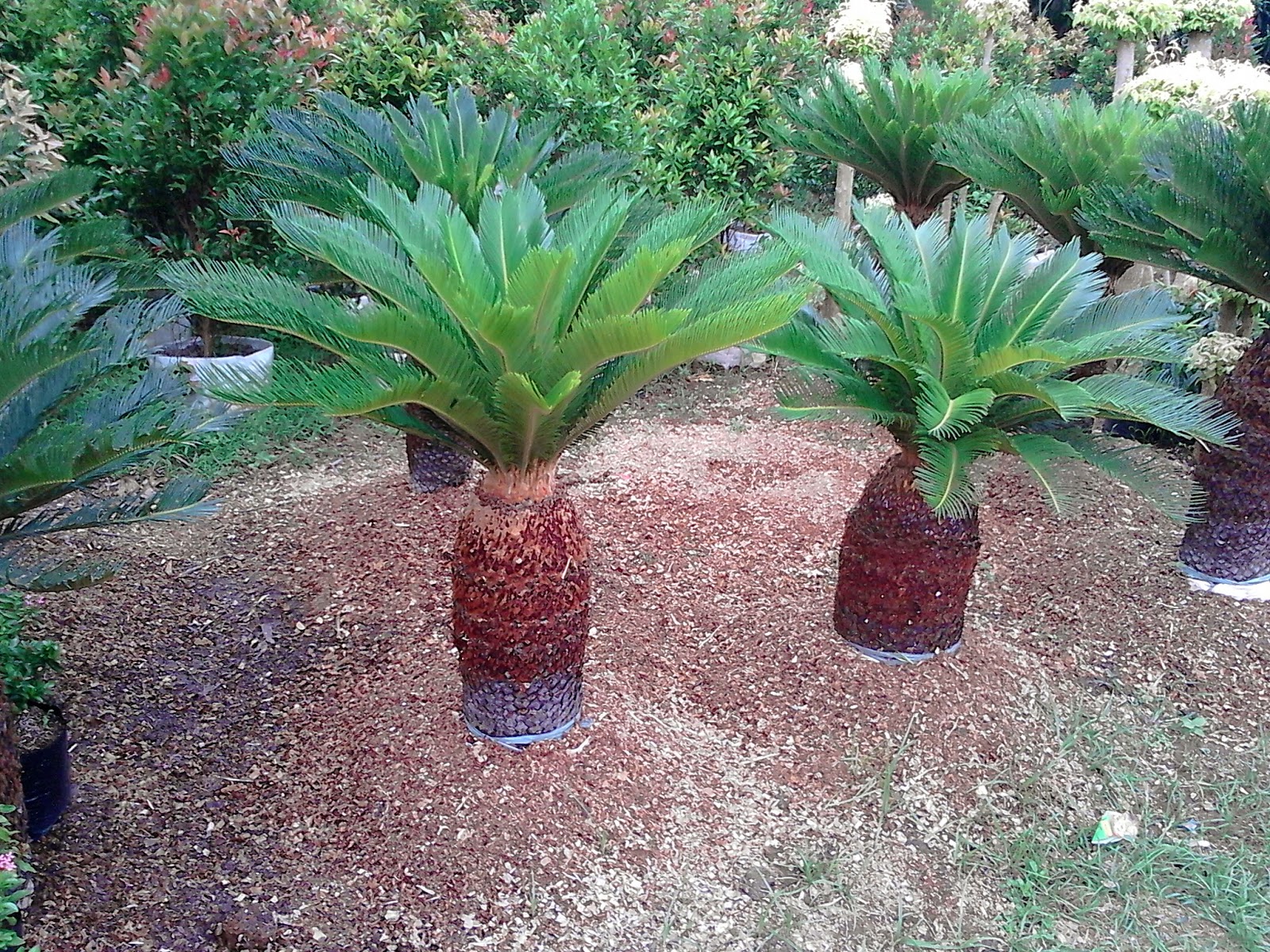 Jual Pohon Sikas | taman minimalis | Tukang Taman - JUAL TANAMAN HIAS