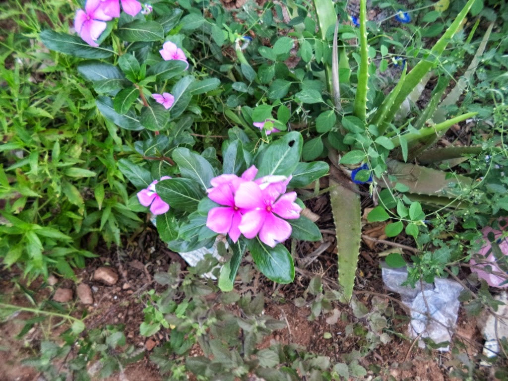 Beautiful bright pink colored flower Beautiful bright pink colored flower