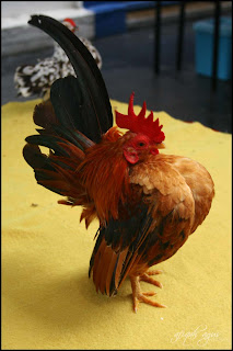 Budidaya Ayam Serama ternak Ayam Serama