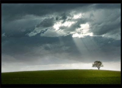 esperanza árbol solitario