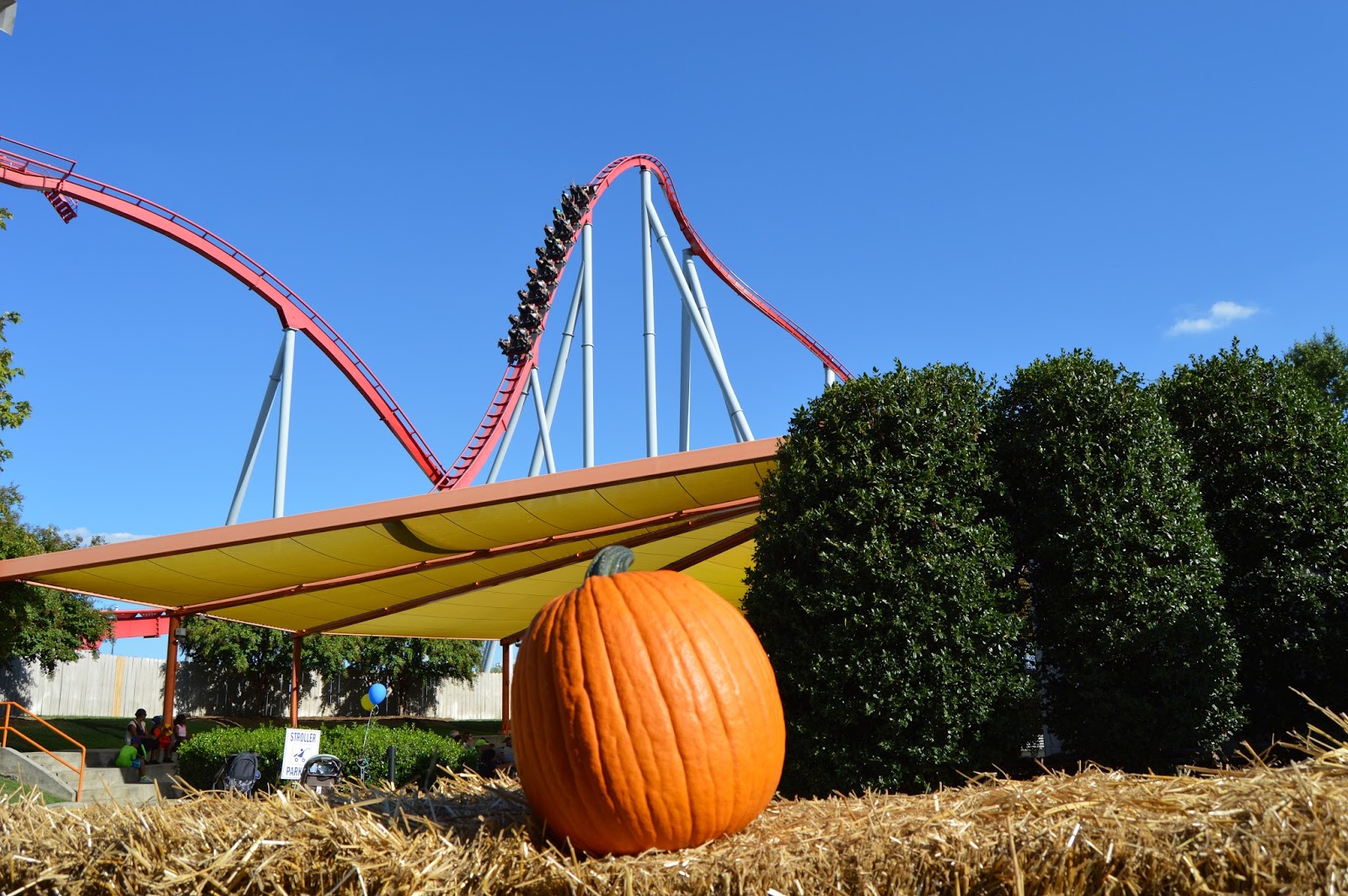 Zensible Mama The Great Pumpkin Fest at Carowinds Charlotte’s Can’t