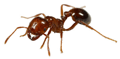 مستعمرات النمل-عجائب النمل-صور للنمل-أنفاق النمل