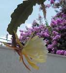 Amarela - Cactus Orquídea Epiphyllum