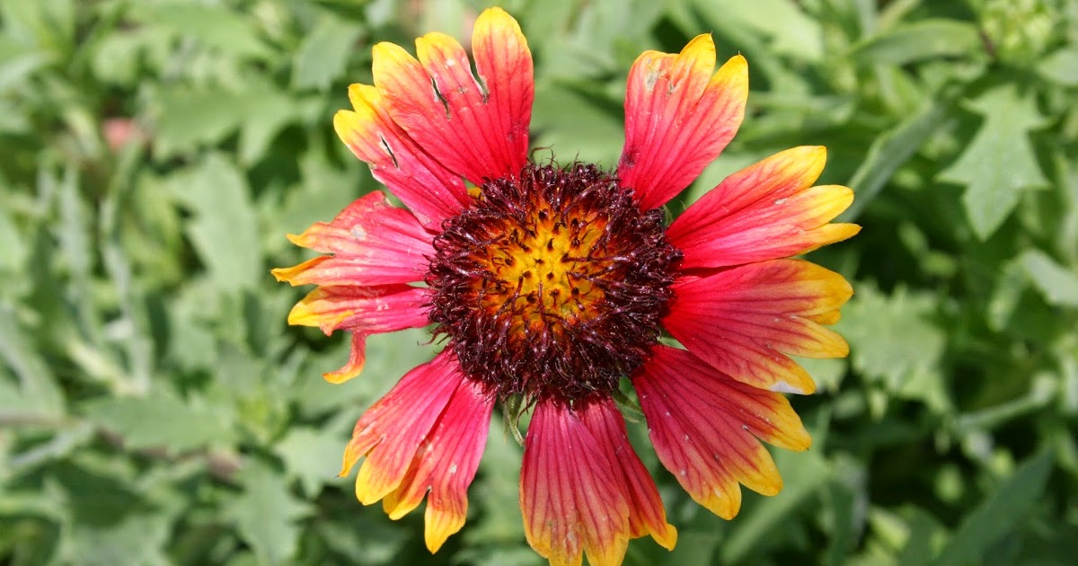 Native Florida Wildflowers Blanketflower Gaillardia pulchella